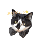 ギンのつぶやき（個別スタンプ：5）