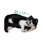 ギンのつぶやき（個別スタンプ：7）