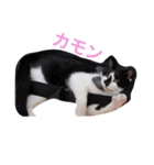 ギンのつぶやき（個別スタンプ：8）