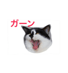 ギンのつぶやき（個別スタンプ：13）