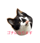 ギンのつぶやき（個別スタンプ：15）