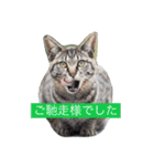 ギンのつぶやき（個別スタンプ：16）