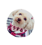 トイプードル ふわふわランちゃん（個別スタンプ：1）