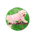 トイプードル ふわふわランちゃん（個別スタンプ：2）