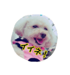 トイプードル ふわふわランちゃん（個別スタンプ：3）