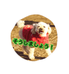 トイプードル ふわふわランちゃん（個別スタンプ：4）