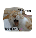 ランプ＆チッチェ 2（個別スタンプ：6）