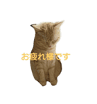 島田さん家のネコ（個別スタンプ：4）