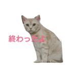 島田さん家のネコ（個別スタンプ：5）