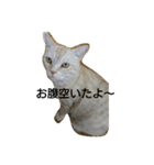 島田さん家のネコ（個別スタンプ：8）