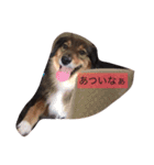 ココちゃんいろいろ（個別スタンプ：13）