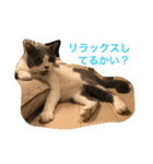 うちの猫が一番？（個別スタンプ：2）