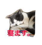 うちの猫が一番？（個別スタンプ：3）