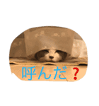 うちの猫が一番？（個別スタンプ：4）