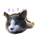 うちの猫が一番？（個別スタンプ：6）