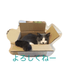 うちの猫が一番？（個別スタンプ：8）