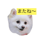 koromarorio3（個別スタンプ：19）