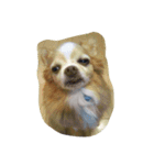 futebute-dog（個別スタンプ：2）
