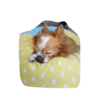 futebute-dog（個別スタンプ：3）