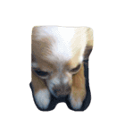 futebute-dog（個別スタンプ：4）