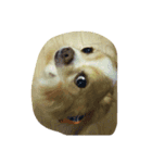 futebute-dog（個別スタンプ：5）