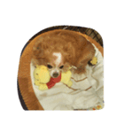 futebute-dog（個別スタンプ：6）