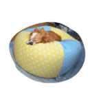 futebute-dog（個別スタンプ：7）