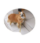 futebute-dog（個別スタンプ：8）