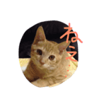 オハナ ナハナハナハ（個別スタンプ：1）