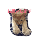 オハナ ナハナハナハ（個別スタンプ：7）