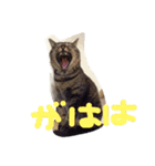 オハナ ナハナハナハ（個別スタンプ：8）