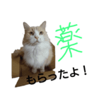 我が家の日常スタンプ（個別スタンプ：6）