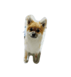 HAPPYorkimoti（個別スタンプ：3）