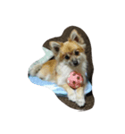HAPPYorkimoti（個別スタンプ：4）