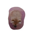HAPPYorkimoti（個別スタンプ：5）