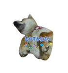 柴犬ペコ日和（個別スタンプ：7）