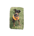 minpin2（個別スタンプ：6）