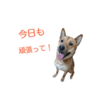 柑橘たちの日常（個別スタンプ：1）