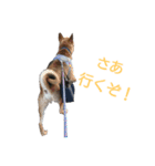 柑橘たちの日常（個別スタンプ：5）