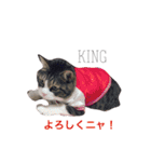 king ＆ Ai（個別スタンプ：2）