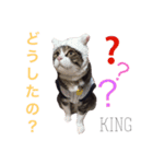 king ＆ Ai（個別スタンプ：15）