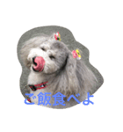 toy poodle pearl stamp（個別スタンプ：1）