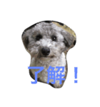 toy poodle pearl stamp（個別スタンプ：2）