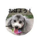toy poodle pearl stamp（個別スタンプ：3）