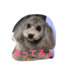 toy poodle pearl stamp（個別スタンプ：4）