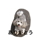 toy poodle pearl stamp（個別スタンプ：5）