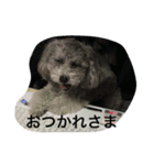 toy poodle pearl stamp（個別スタンプ：6）