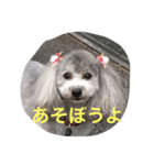 toy poodle pearl stamp（個別スタンプ：7）