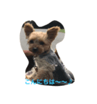 ヨーキーとアイリッシュの仲良しさん（個別スタンプ：7）