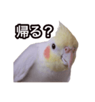 オカメインコのぽこ（個別スタンプ：3）